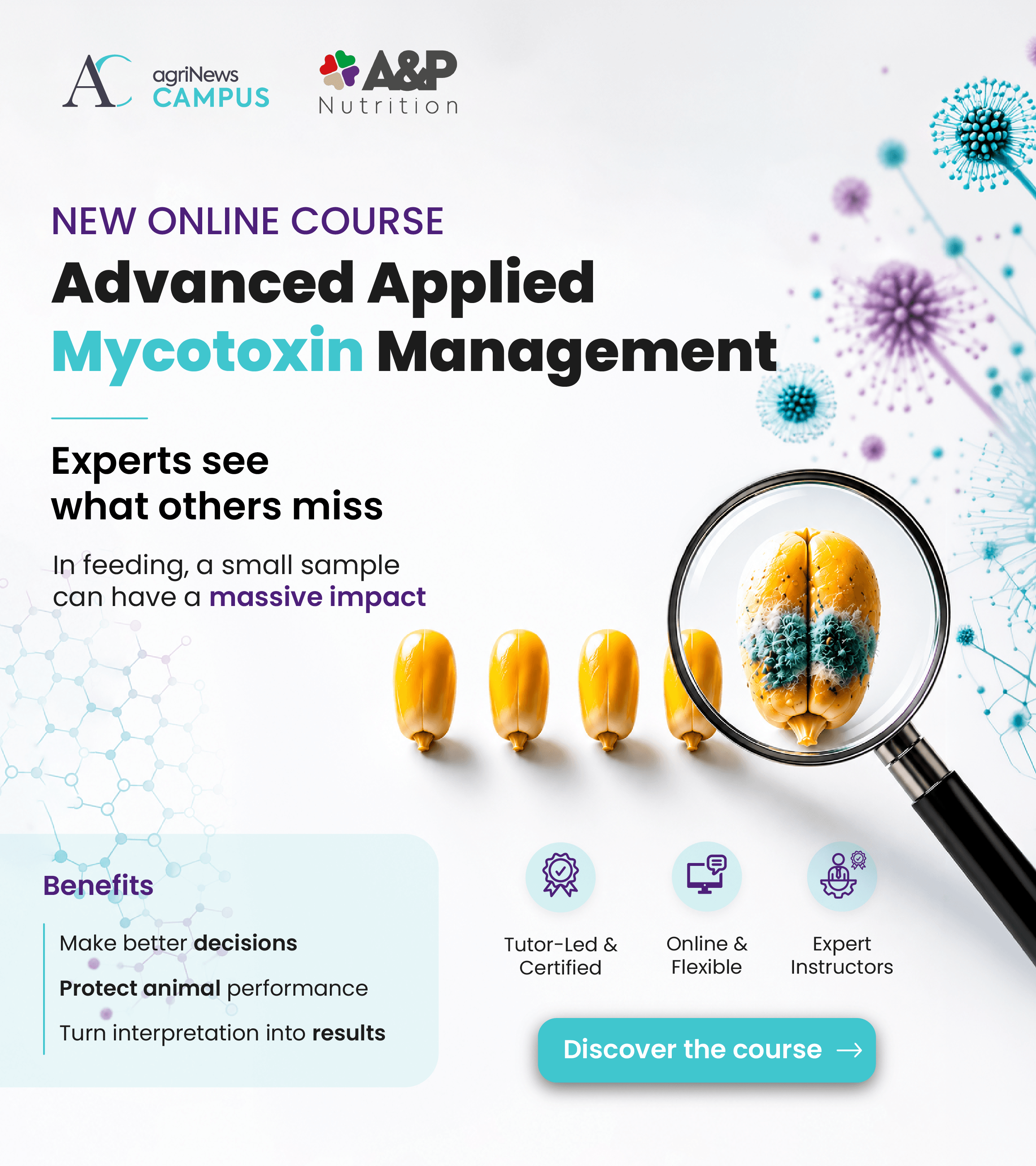 Mycotoxin sample - corn and feed under analysis